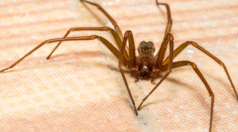 Spiders For Halloween Not Likely, Says K-State Entomologist