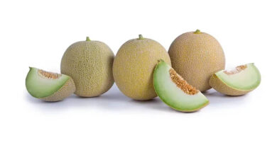 The Right Resistances Add Value For Organic Melon Growers The Right Resistances Add Value For Organic Melon Growers