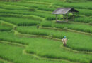 Three Publications on Agricultural Carbon Markets Unveiled at Sustainable Mountain Development Summit 2026