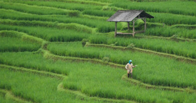 Three Publications on Agricultural Carbon Markets Unveiled at Sustainable Mountain Development Summit 2026 Three Publications on Agricultural Carbon Markets Unveiled at Sustainable Mountain Development Summit 2026