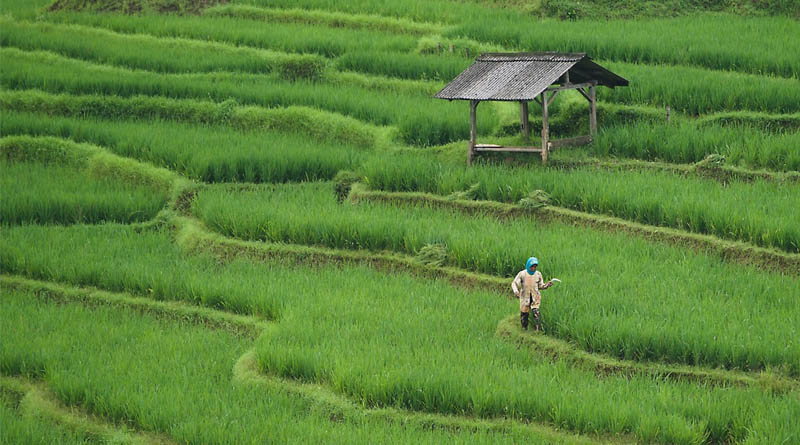 Three Publications on Agricultural Carbon Markets Unveiled at Sustainable Mountain Development Summit 2026