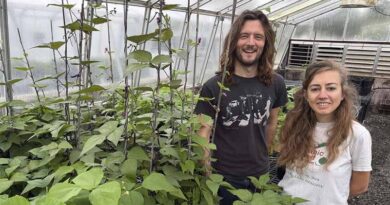 UC Davis Pinpoints the Gene That Stopped Bean Pods From Shattering UC Davis Pinpoints the Gene That Stopped Bean Pods From Shattering