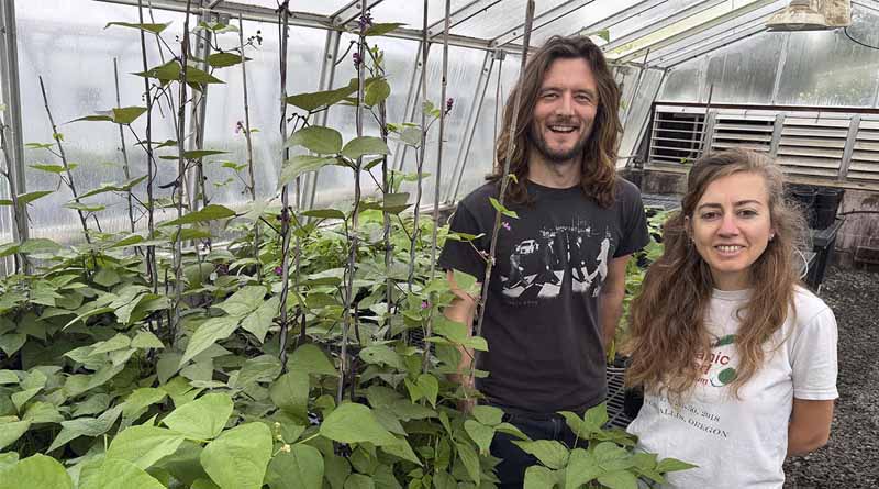 UC Davis Pinpoints the Gene That Stopped Bean Pods From Shattering