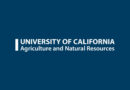 UC Trial Finds Microbial Biostimulant Boosts Bok Choy Nitrogen Uptake
