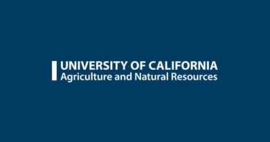 UC Trial Finds Microbial Biostimulant Boosts Bok Choy Nitrogen Uptake