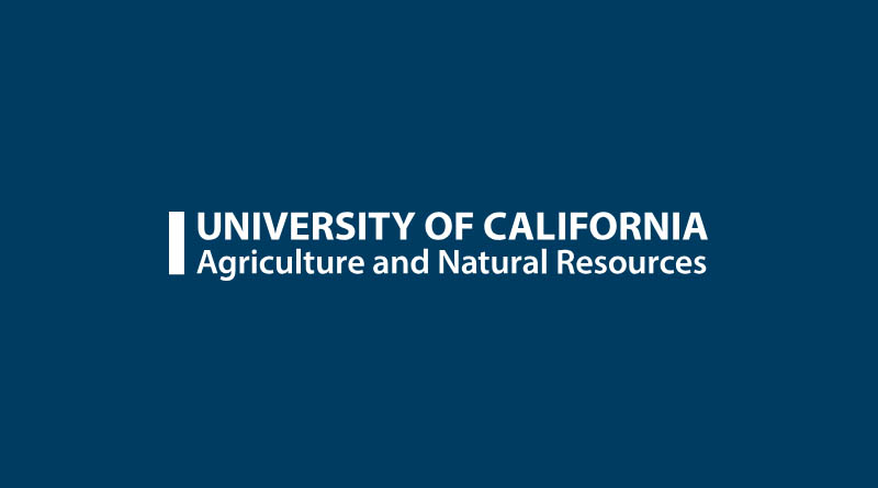 UC Trial Finds Microbial Biostimulant Boosts Bok Choy Nitrogen Uptake