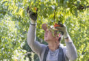 UK Pesticide Register’s October Update Adds Syngenta Cereal Fungicide and New FMC, BASF Products
