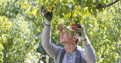 UK Pesticide Register’s October Update Adds Syngenta Cereal Fungicide and New FMC, BASF Products UK Pesticide Register’s October Update Adds Syngenta Cereal Fungicide and New FMC, BASF Products