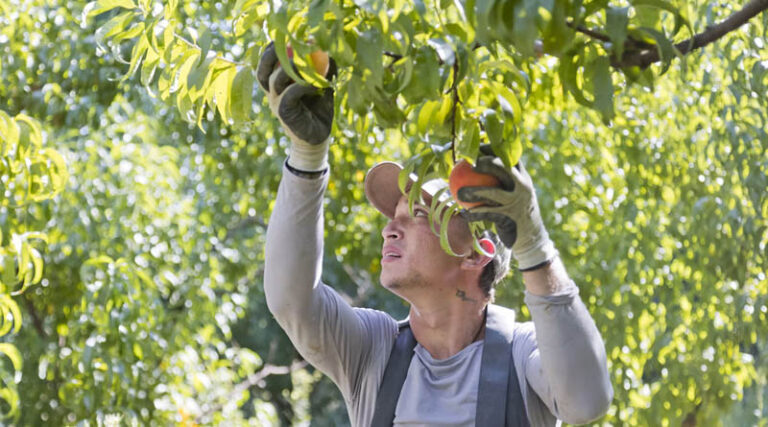 UK Pesticide Register’s October Update Adds Syngenta Cereal Fungicide and New FMC, BASF Products