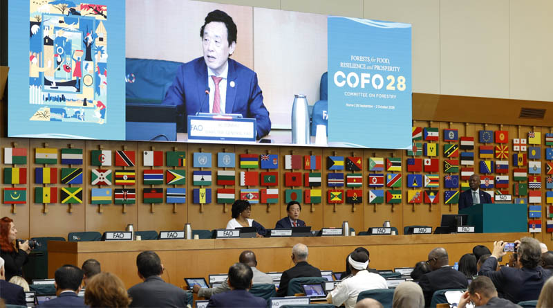 UN Decade for Afforestation and Reforestation FAO Will Work With Members For A Greener And More Resilient Future For People And The Planet