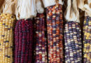 USDA Announces $180 Million Seed Sovereignty Initiative to Strengthen U.S. Agricultural Security
