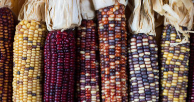 USDA Announces $180 Million Seed Sovereignty Initiative to Strengthen U.S. Agricultural Security USDA Announces $180 Million Seed Sovereignty Initiative to Strengthen U.S. Agricultural Security