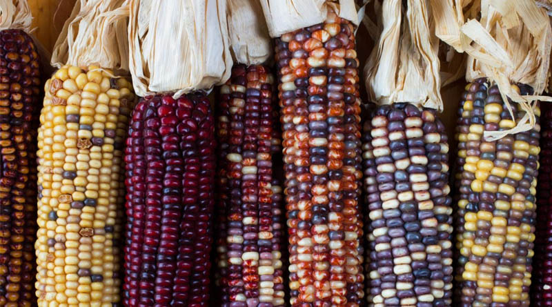 USDA Announces $180 Million Seed Sovereignty Initiative to Strengthen U.S. Agricultural Security