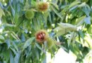 USDA Deregulates GM Blight-Resistant American Chestnut Tree