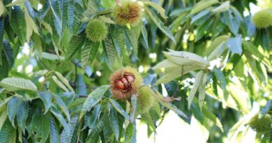 USDA Deregulates GM Blight-Resistant American Chestnut Tree USDA Deregulates GM Blight-Resistant American Chestnut Tree