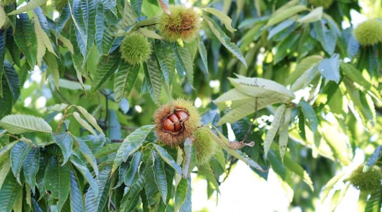 USDA Deregulates GM Blight-Resistant American Chestnut Tree