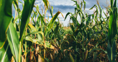 USDA Lifts Corn Yield Forecast To Record High, Pressuring Grain Prices
