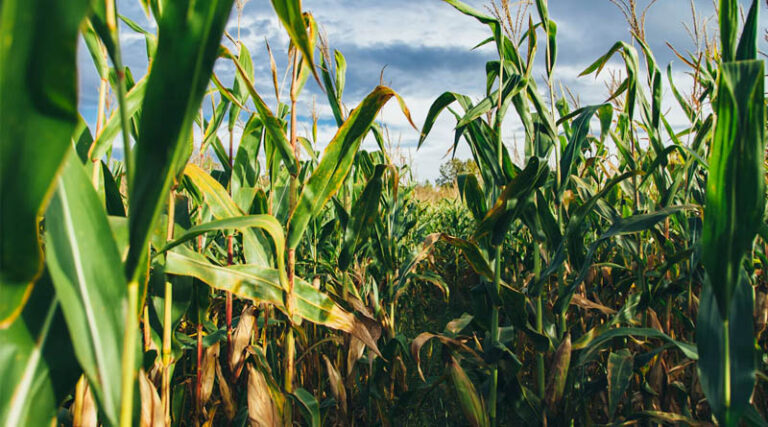 USDA Lifts Corn Yield Forecast To Record High, Pressuring Grain Prices