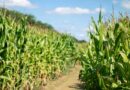 USDA Reports Record Soybean Yield, Bigger Corn Crop in October Forecast