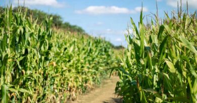 USDA Reports Record Soybean Yield, Bigger Corn Crop in October Forecast USDA Reports Record Soybean Yield, Bigger Corn Crop in October Forecast