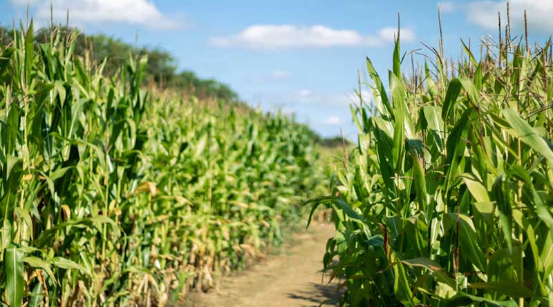 USDA Reports Record Soybean Yield, Bigger Corn Crop in October Forecast