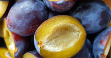 USDA Reviews Gene-Edited Plum Bred to Bloom Nearly Year-Round USDA Reviews Gene-Edited Plum Bred to Bloom Nearly Year-Round