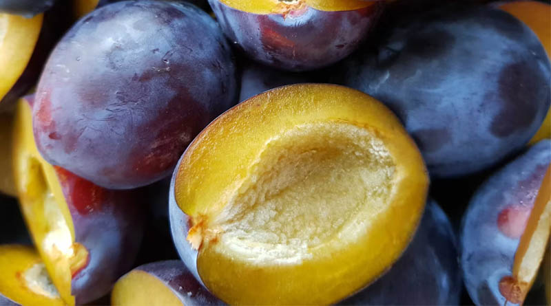 USDA Reviews Gene-Edited Plum Bred to Bloom Nearly Year-Round