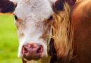 USDA to Invest $57 Million to Boost American Meat Processing Capacity and Support U.S. Ranchers
