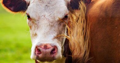 USDA to Invest $57 Million to Boost American Meat Processing Capacity and Support U.S. Ranchers USDA to Invest $57 Million to Boost American Meat Processing Capacity and Support U.S. Ranchers