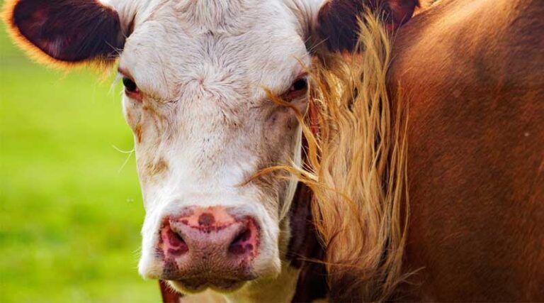USDA to Invest $57 Million to Boost American Meat Processing Capacity and Support U.S. Ranchers