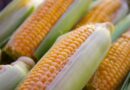 USDA's Surprise Yield Hike Sends Corn Futures to an Eight-Week Low