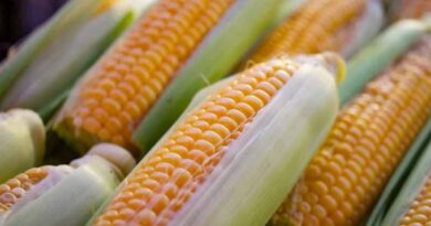 USDA's Surprise Yield Hike Sends Corn Futures to an Eight-Week Low USDA's Surprise Yield Hike Sends Corn Futures to an Eight-Week Low
