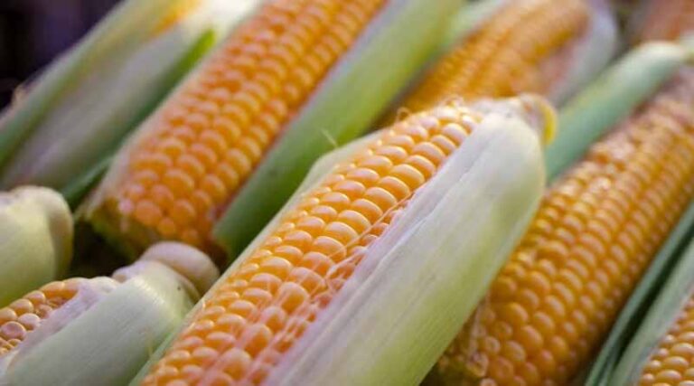 USDA's Surprise Yield Hike Sends Corn Futures to an Eight-Week Low