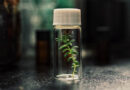 Underground Genomes and Crop Health Reconnecting Agriculture with Soil Biodiversity