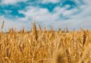 Western Australia Backs New Project to Speed Up Wheat and Barley Breeding