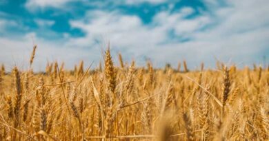 Western Australia Backs New Project to Speed Up Wheat and Barley Breeding