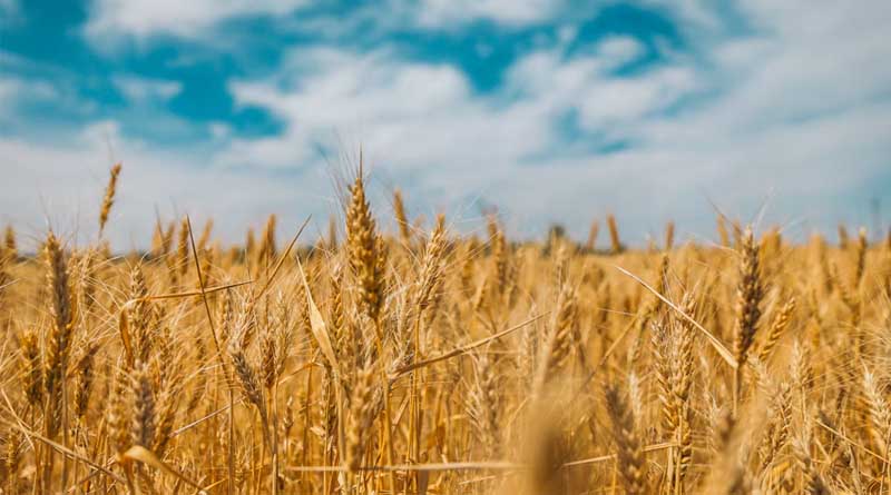 Western Australia Backs New Project to Speed Up Wheat and Barley Breeding