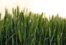Wheat Builds a Molecular ‘Memory’ of Cold Stress to Survive the Next Frost, Study Finds