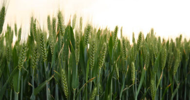 Wheat Builds a Molecular ‘Memory’ of Cold Stress to Survive the Next Frost, Study Finds