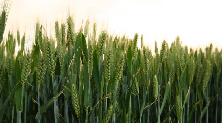 Wheat Builds a Molecular ‘Memory’ of Cold Stress to Survive the Next Frost, Study Finds