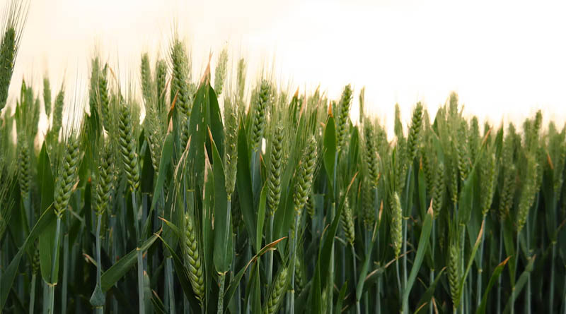 Wheat Builds a Molecular ‘Memory’ of Cold Stress to Survive the Next Frost, Study Finds