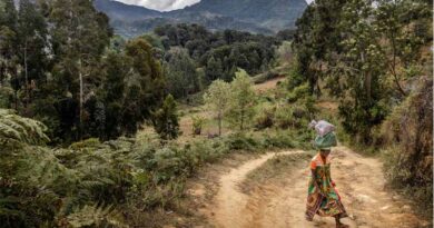 World Forest Week: FAO Urges Greater Investment And Action For The World's Dryland Forests World Forest Week: FAO Urges Greater Investment And Action For The World's Dryland Forests
