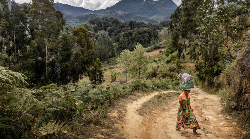 World Forest Week: FAO Urges Greater Investment And Action For The World's Dryland Forests
