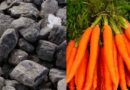 Wyoming Trial Turns Coal Byproduct Into Soil Booster for Carrots