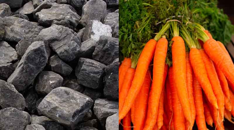 Wyoming Trial Turns Coal Byproduct Into Soil Booster for Carrots