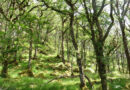 ‘Not All Trees Are Equal’ – Study Reveals Importance Of Species Selection When Improving Forest Resilience And Biodiversity