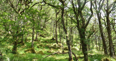 ‘Not All Trees Are Equal’ – Study Reveals Importance Of Species Selection When Improving Forest Resilience And Biodiversity ‘Not All Trees Are Equal’ – Study Reveals Importance Of Species Selection When Improving Forest Resilience And Biodiversity
