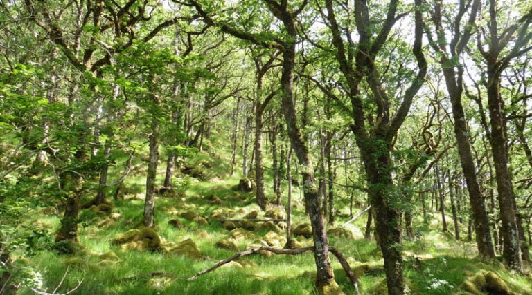 ‘Not All Trees Are Equal’ – Study Reveals Importance Of Species Selection When Improving Forest Resilience And Biodiversity